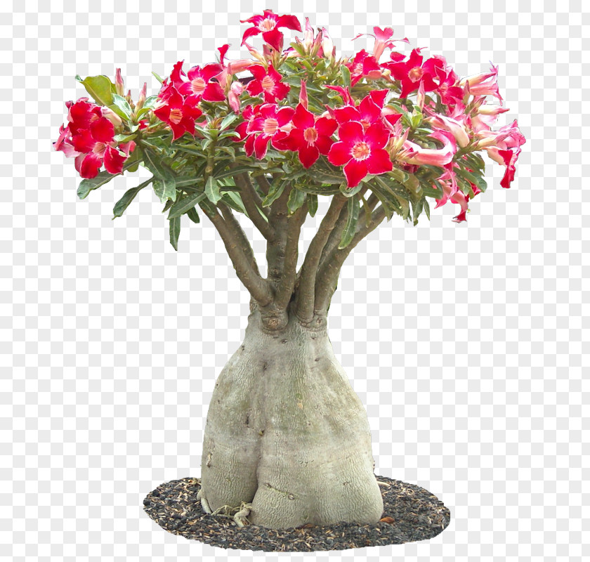 Flower Cactus Adenium Obesum Frangipani Podocarpus Macrophyllus Plant PNG