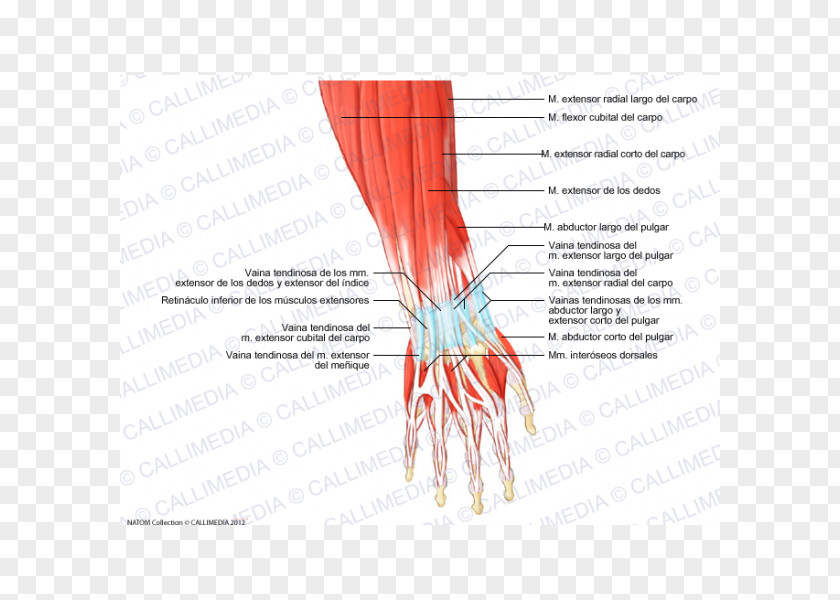 Hand Thumb Muscle Forearm Anatomy PNG