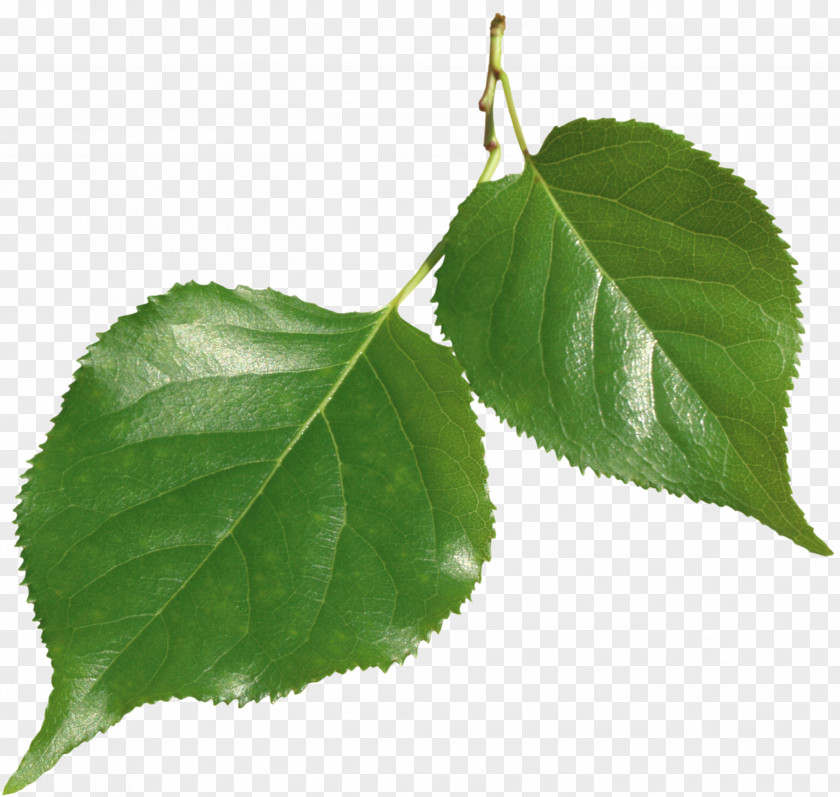 Leaf RAR Clip Art PNG