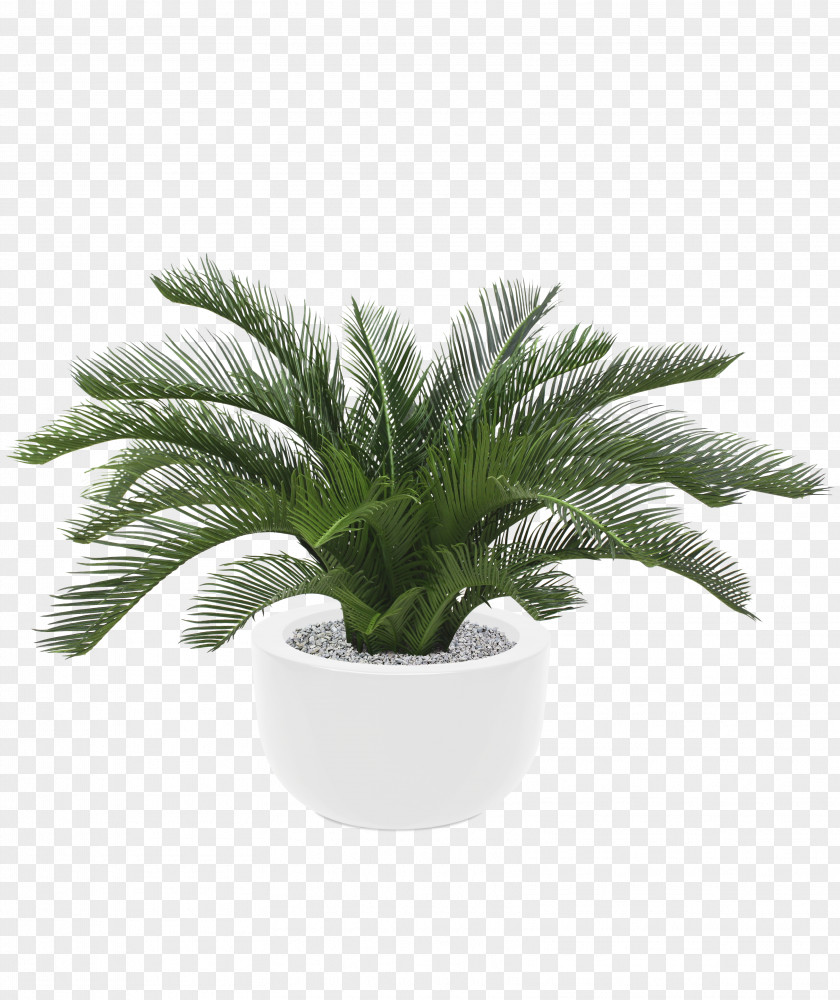 Plant Sago Palm Arecaceae Metroxylon Sagu Tree PNG