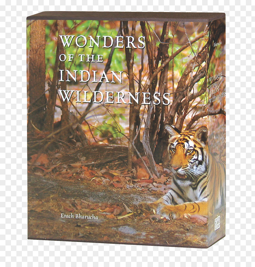 Tiger Wonders Of The Indian Wilderness Cat Fauna Picture Frames PNG