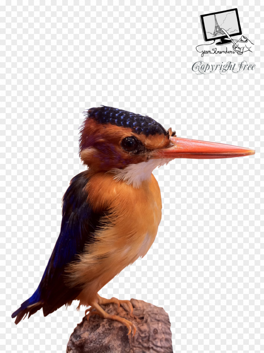 Bird African Pygmy Kingfisher Beak DeviantArt PNG