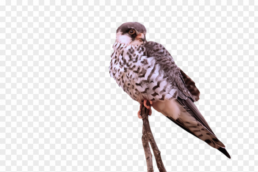 Falconiformes Hawk Bird Peregrine Falcon Beak Of Prey PNG