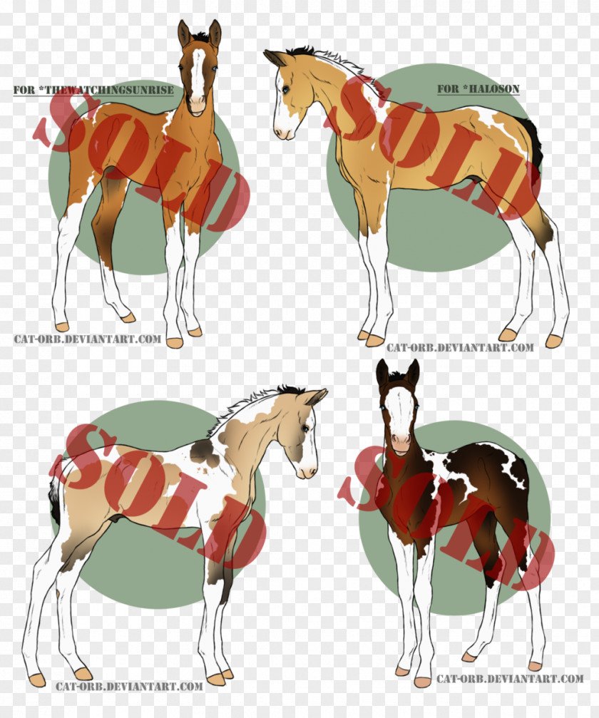 Foal Shagya Arabian Horse Colt Border Collie PNG