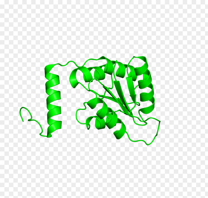 Leaf Logo Clip Art PNG