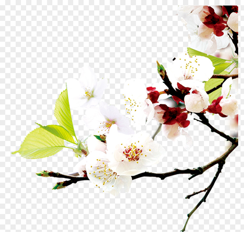 Plum Flower World Wide Web Icon PNG