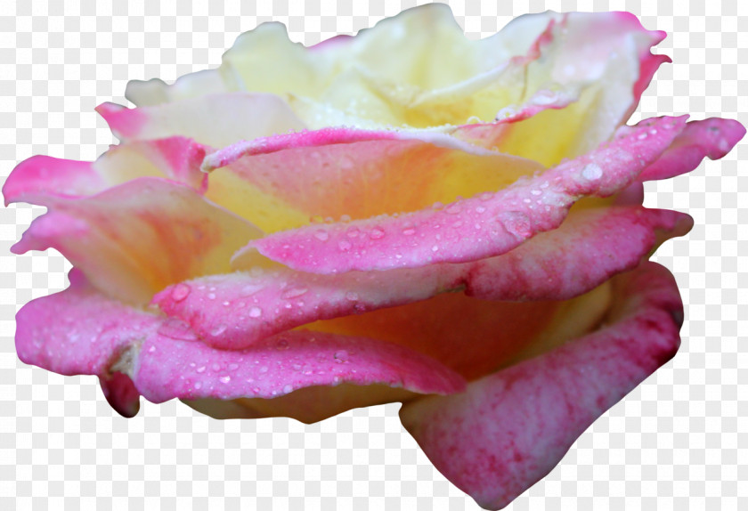 Rose Centifolia Roses Pink Yellow PNG
