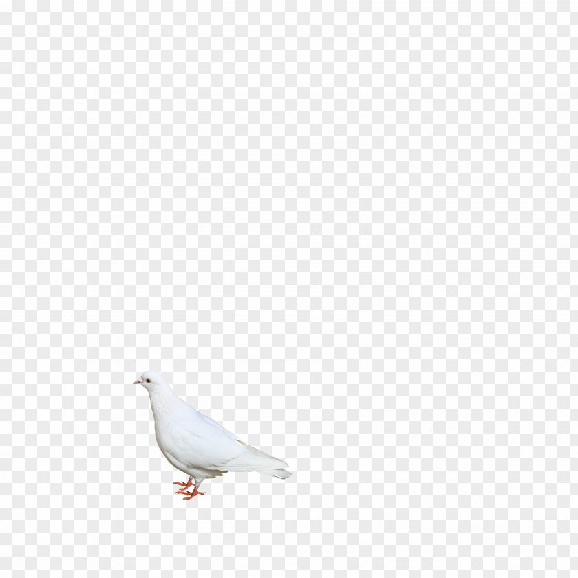 White Pigeon Beak Angle Pattern PNG