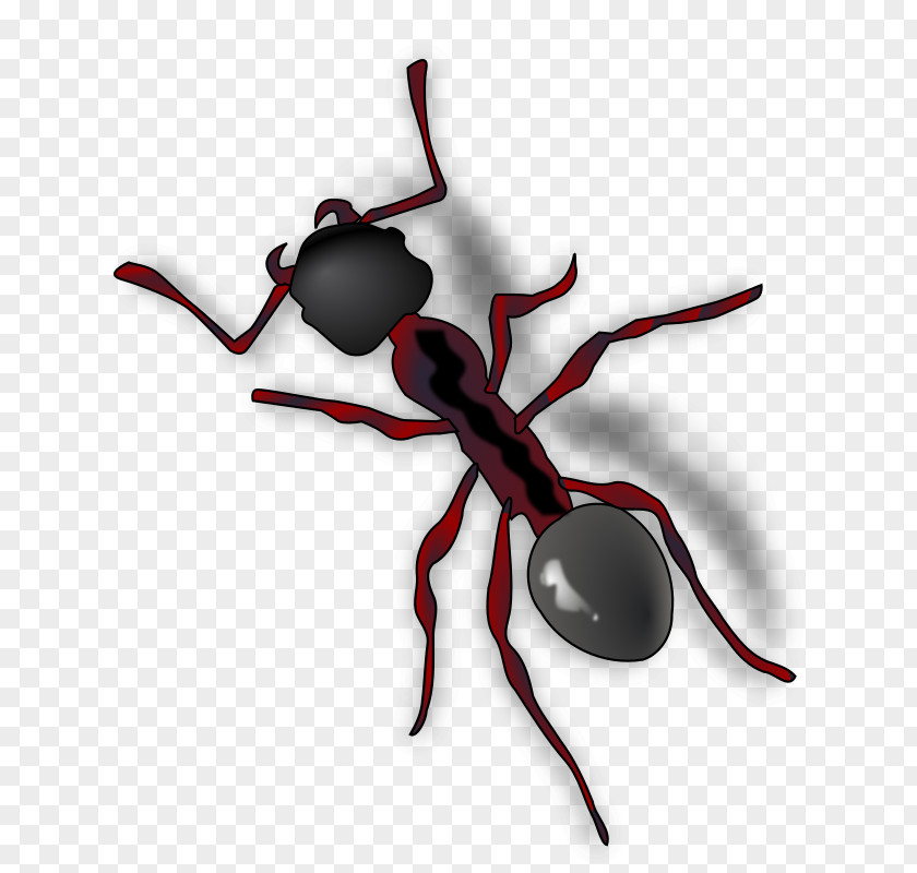Ants Ant Clip Art PNG