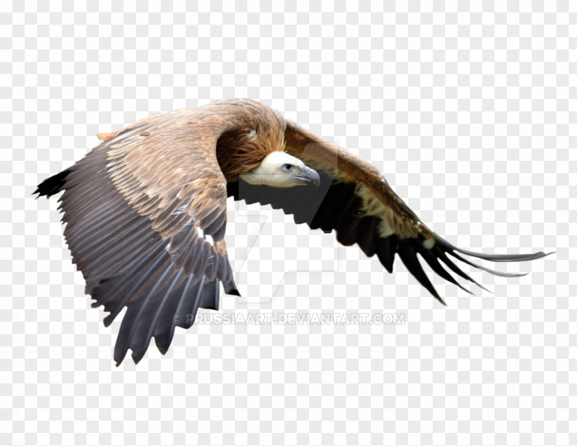 Bird Of Prey Bald Eagle Vulture PNG