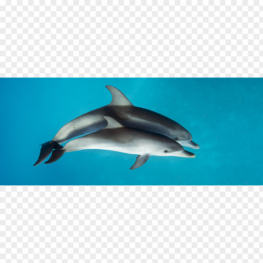 Dolphin Spinner Striped Short-beaked Common Bottlenose Rough-toothed PNG