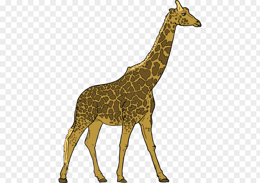 Free Giraffe Pictures Herbivore Animal Clip Art PNG