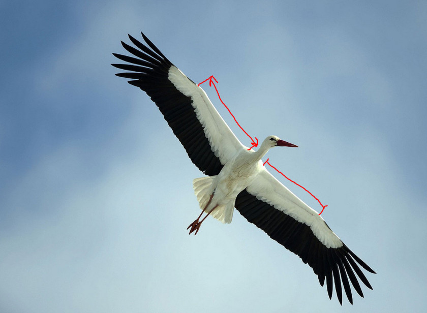 Stork White Germany Bird Flight Photography PNG