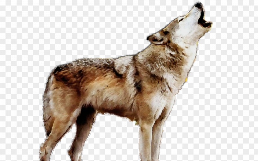 Wolf Saarloos Wolfdog Dog Breed Coyote PNG