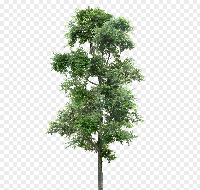 Arboles Tree Populus Nigra Transparency And Translucency PNG