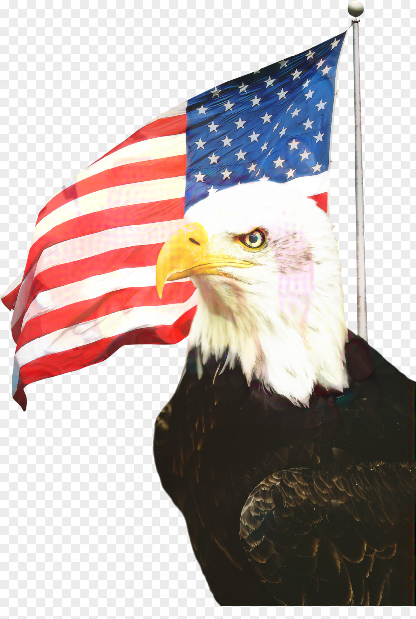 Falconiformes Flag Day Usa Veterans United States PNG