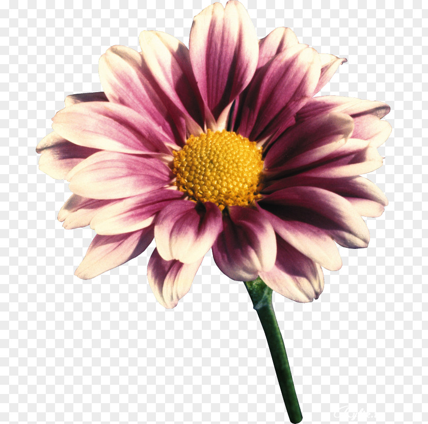 Gerbera Transvaal Daisy Cut Flowers Lilac Violet PNG