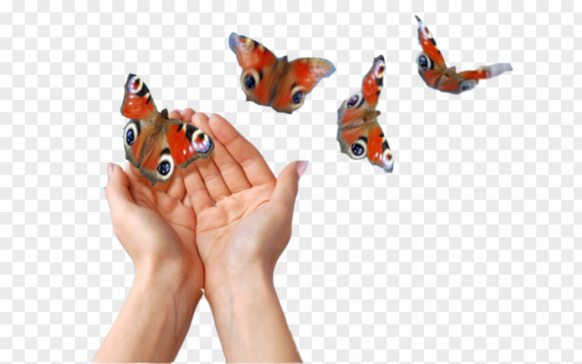 Help Butterfly Money Stock Photography PNG