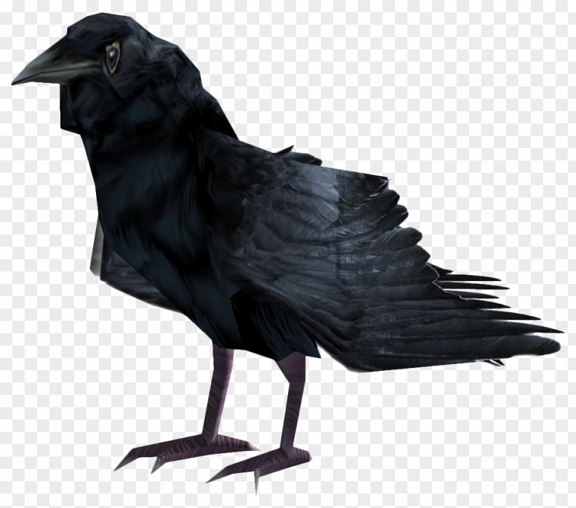 Raven Fallout 4 American Crow Common Bird Fish PNG