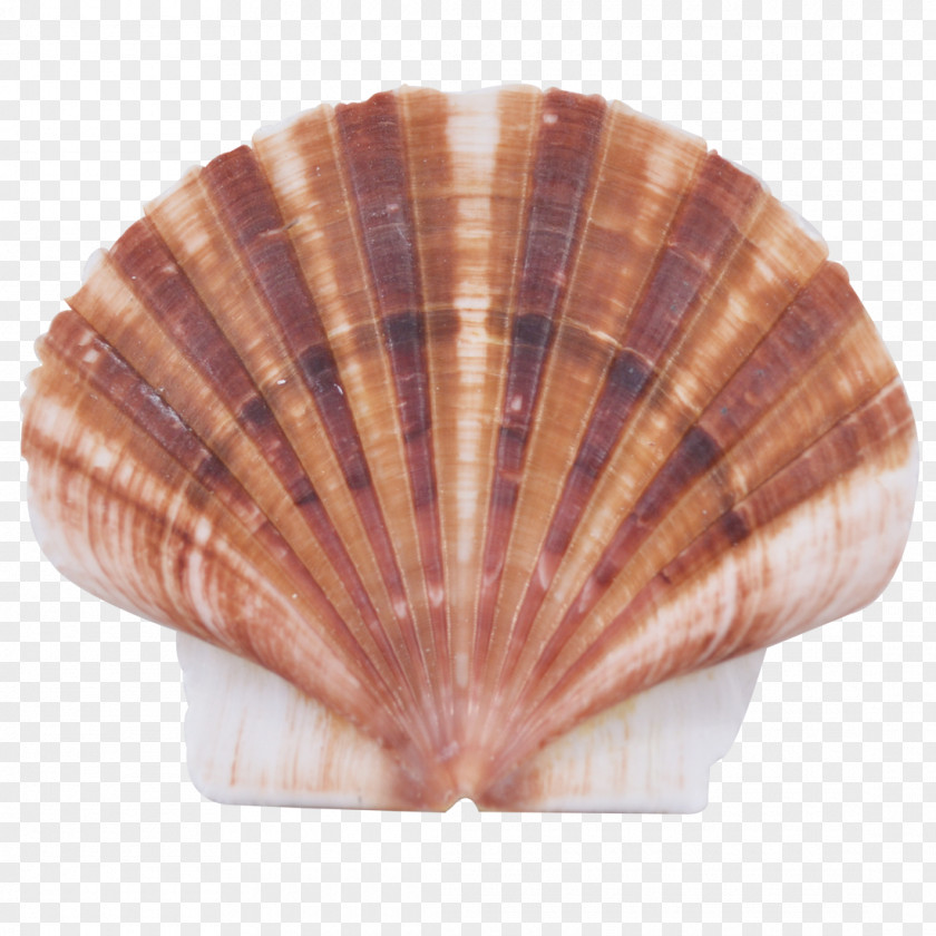 Seashell Cockle Clam Mussel Oyster PNG