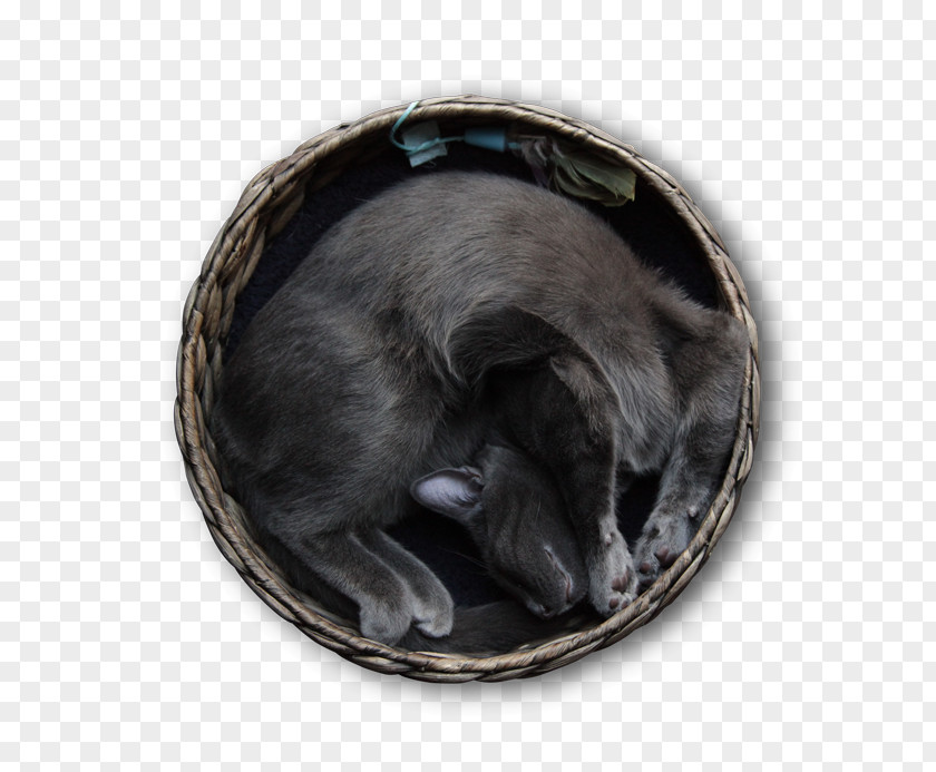 Crazy Cat Snout PNG