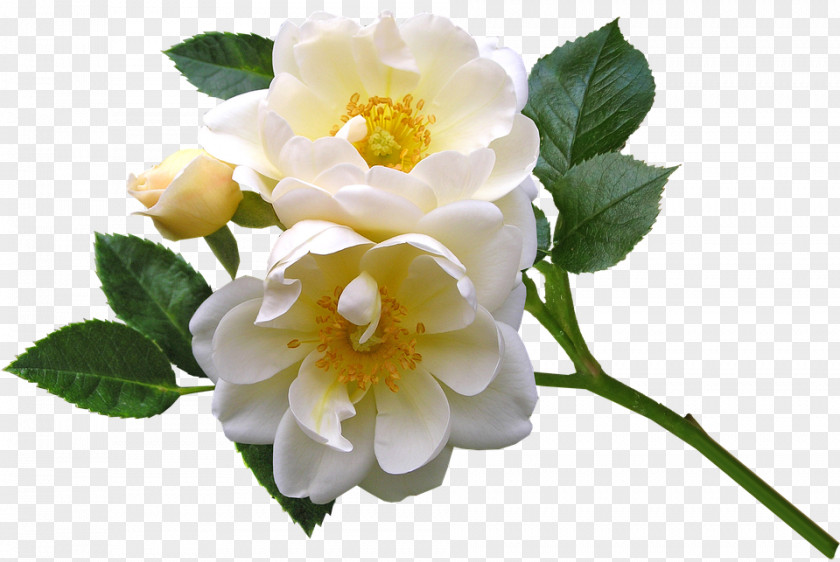 Flower Floribunda Burnet Rose Cabbage Evergreen Memorial PNG