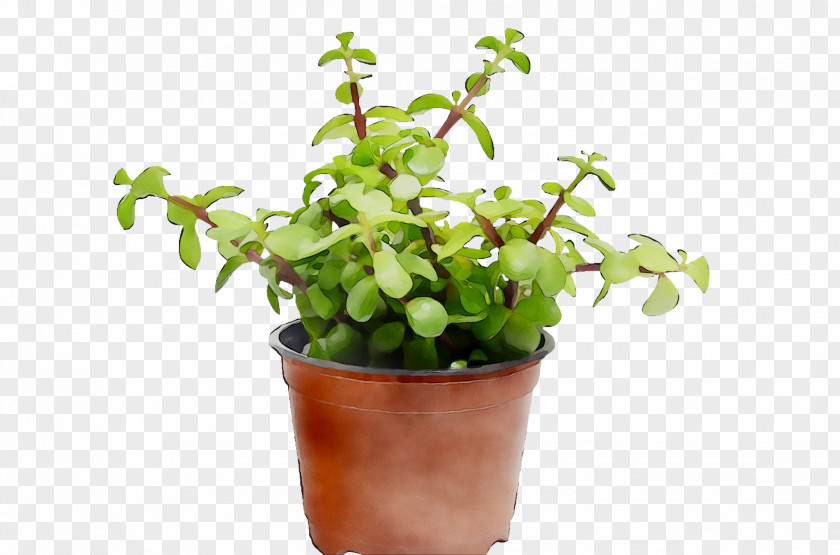 Flowerpot Herb Houseplant PNG