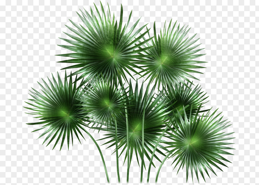 Palm Trees PNG