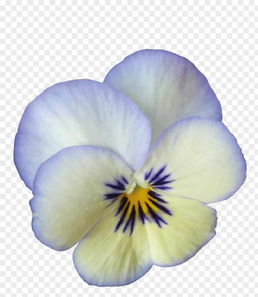 Pansy Viola Cornuta Rocky Color Violet PNG