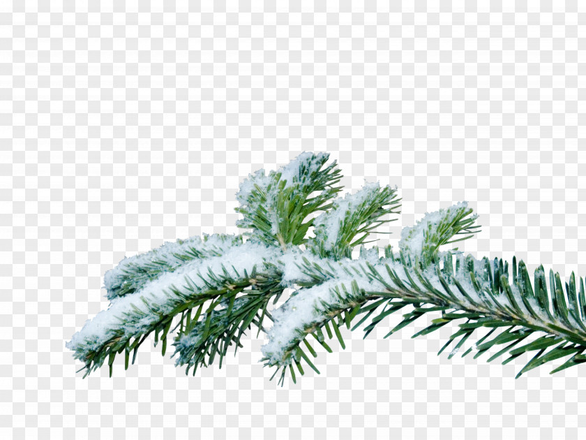 Chris Pine Christmas Tree Branch PNG