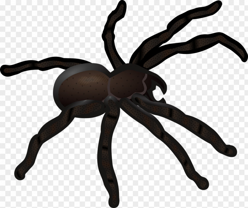 Crawling Spider Redback Web Clip Art PNG