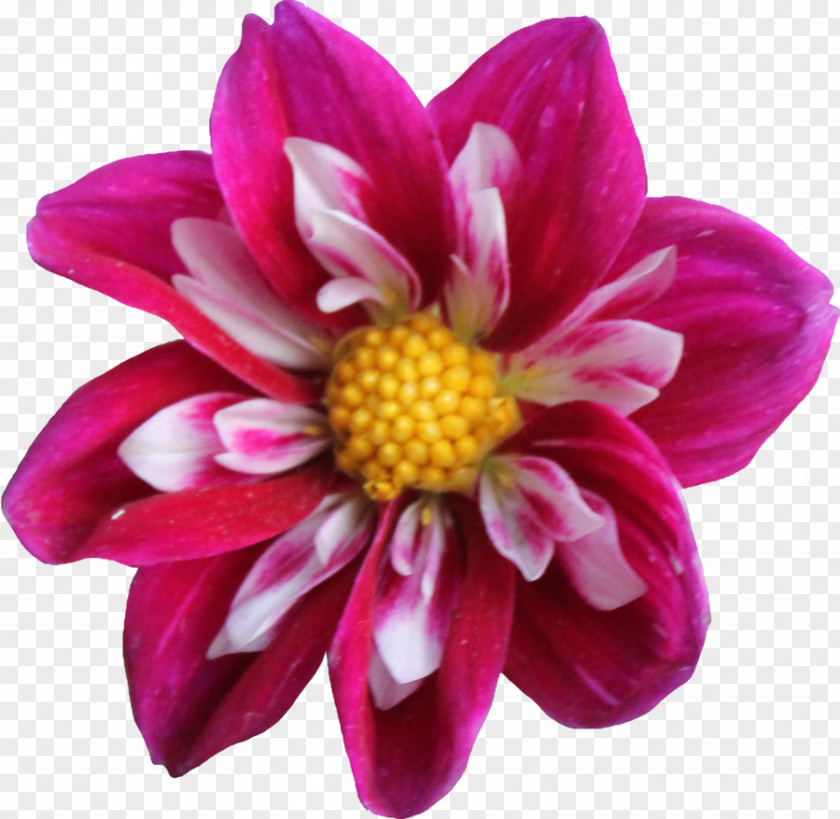 Dahlia Clipart Flower Clip Art PNG