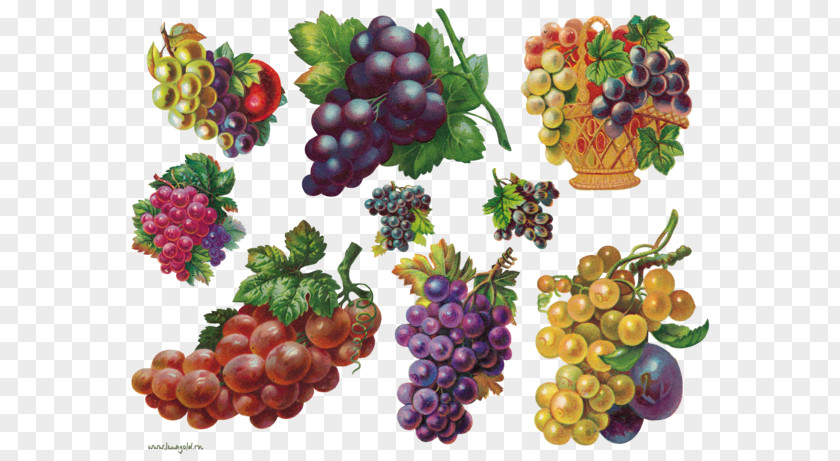 Grape Decoupage Berry Clip Art PNG