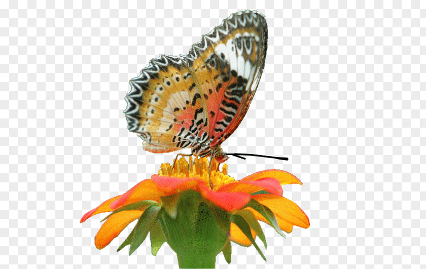 Insect Monarch Butterfly Butterflies And Moths Flower PNG