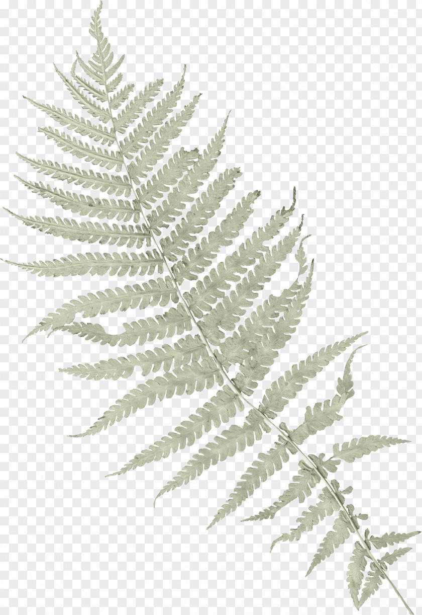Palm Leaves Ostrich Fern Vascular Plant Clip Art PNG