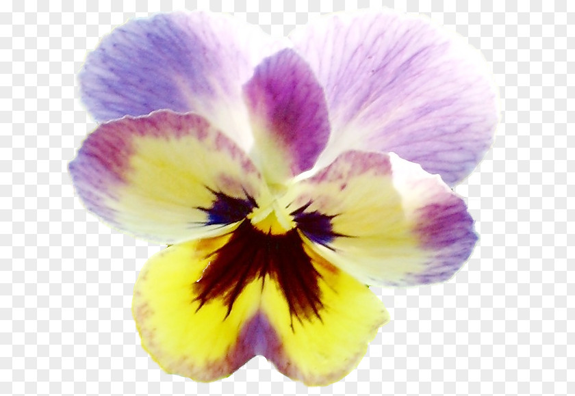 Violet Pansy Clip Art PNG