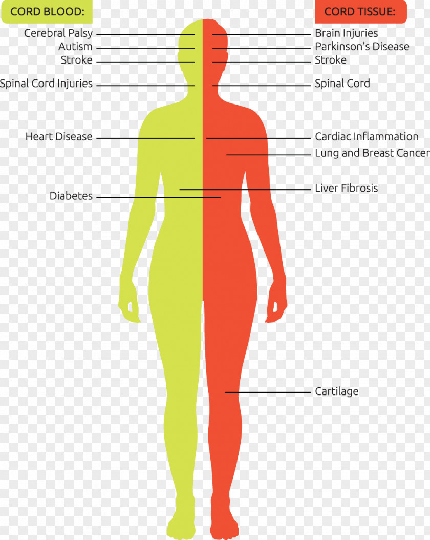 Blood Cord Bank Stem-cell Therapy Umbilical PNG