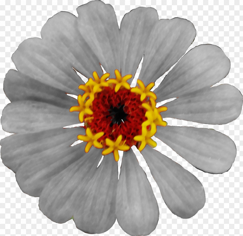 Chamomile Daisy PNG