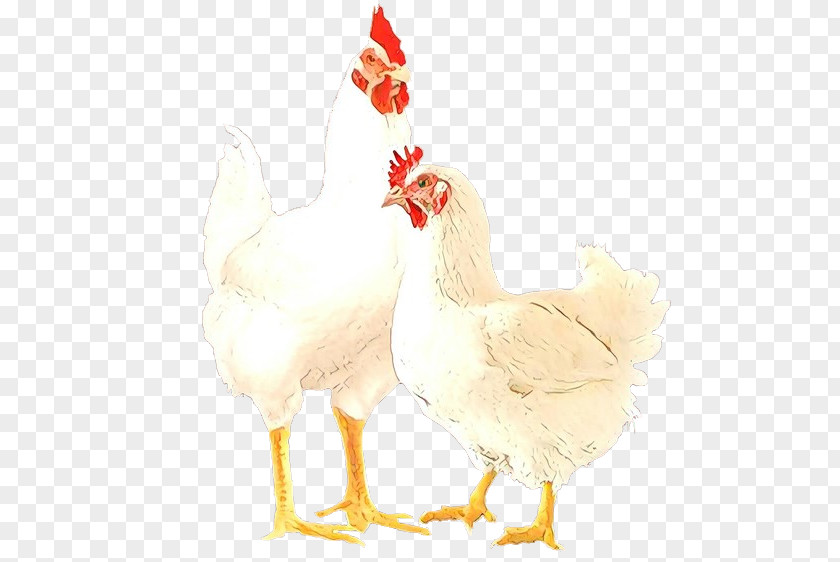Chicken Bird Rooster Comb Beak PNG