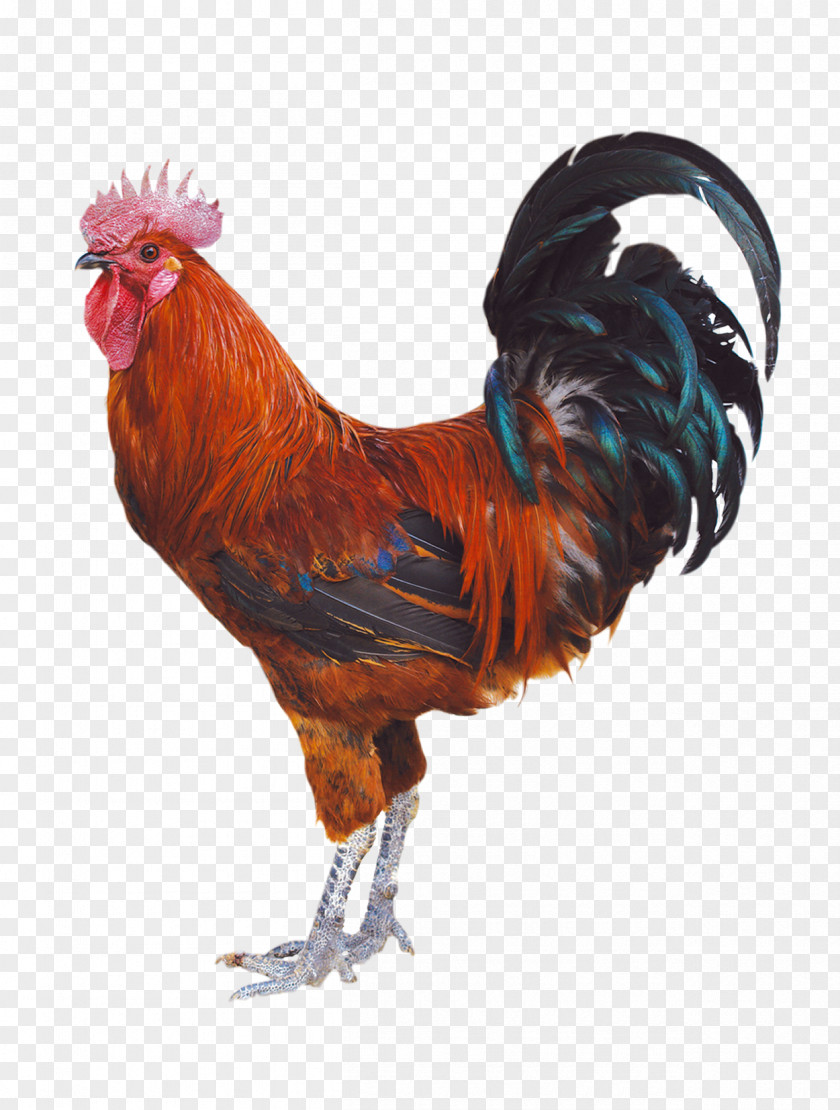 Chicken Duck Rooster Poultry PNG