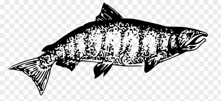 Chinook Salmon Clip Art PNG