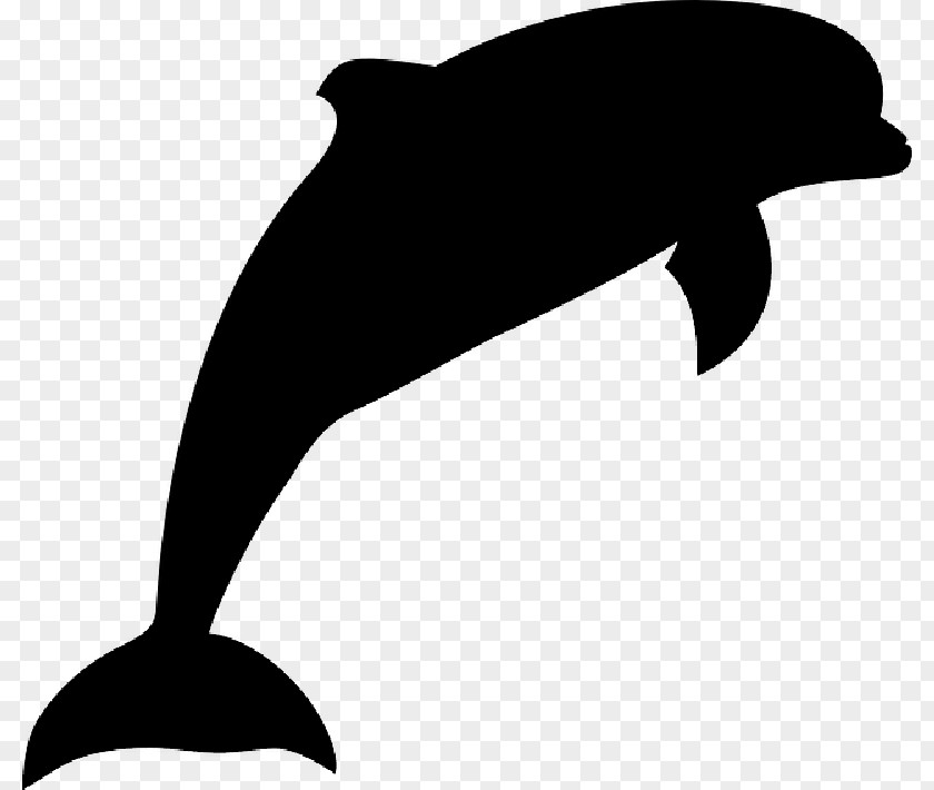 Dolphin Image Clip Art PNG