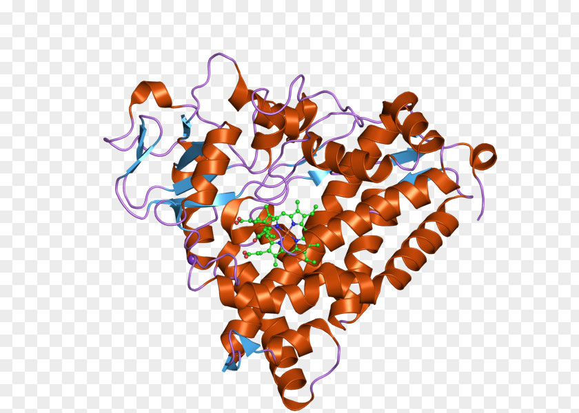 Ebi CYP3A4 Cytochrome P450 Enzyme CYP2C9 PNG