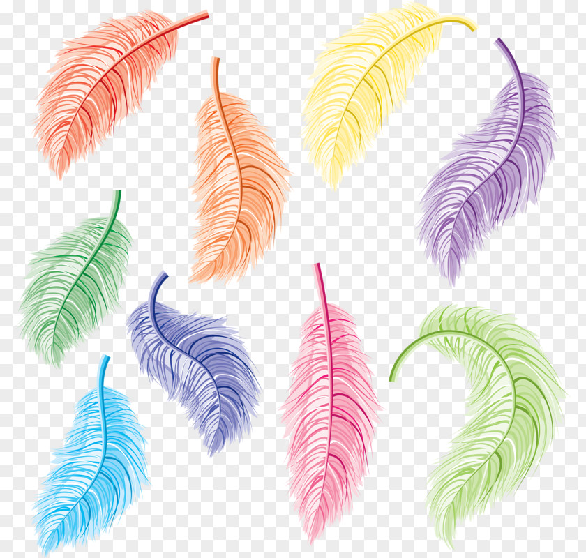 Feather Bird Clip Art PNG