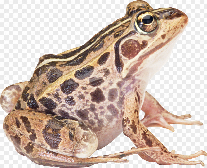 Frog Image American Bullfrog True Reptile Toad Paperback PNG