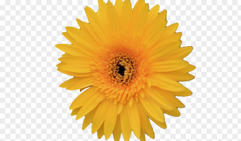 Gerbera Vector Graphics Stock Photography Royalty-free Illustration Image PNG