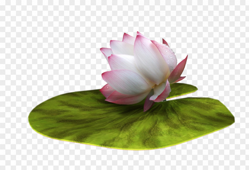 Lotus Flower Nelumbo Nucifera Ping Effect PNG