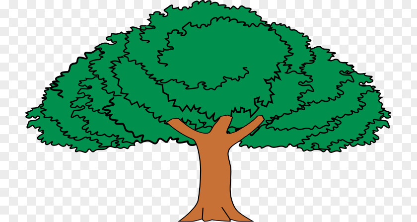 Tree Enterolobium Cyclocarpum Drawing Crown Forest PNG