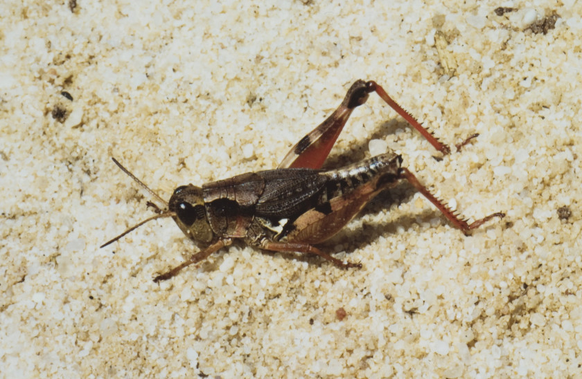 Grasshopper Insect Australian Plague Locust Cricket PNG