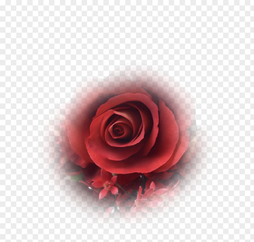 Rose Garden Roses Cut Flowers F-04F PNG